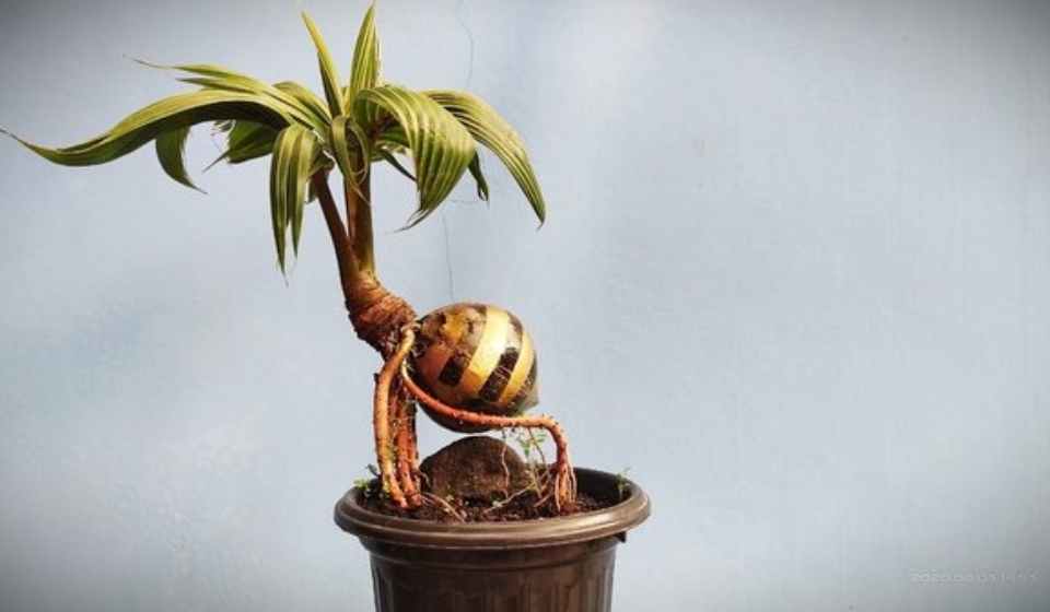 Bonsai-kelapa-4